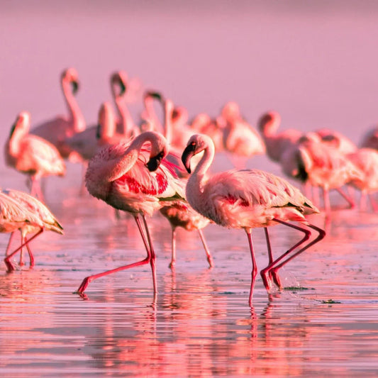 Le Parc national de Tsimanampetsotsa : un trésor caché du sud de Madagascar
